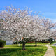 Two Yoshino cherry trees with white blossoms along a curved sidewalk.