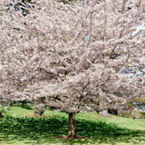 Yoshino Flowering Cherry Tree - NationwidePlants.com  