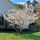 Yoshino cherry tree in bloom with its beautiful white flowers planted along the side of a home with a corner lot.