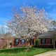 White-blossomed Yoshino cherry tree by a brick house under a blue sky.