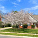 Yoshino cherry tree with full white blooms in a suburban front lawn.
