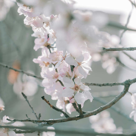 Yoshino Flowering Cherry Tree - NationwidePlants.com  