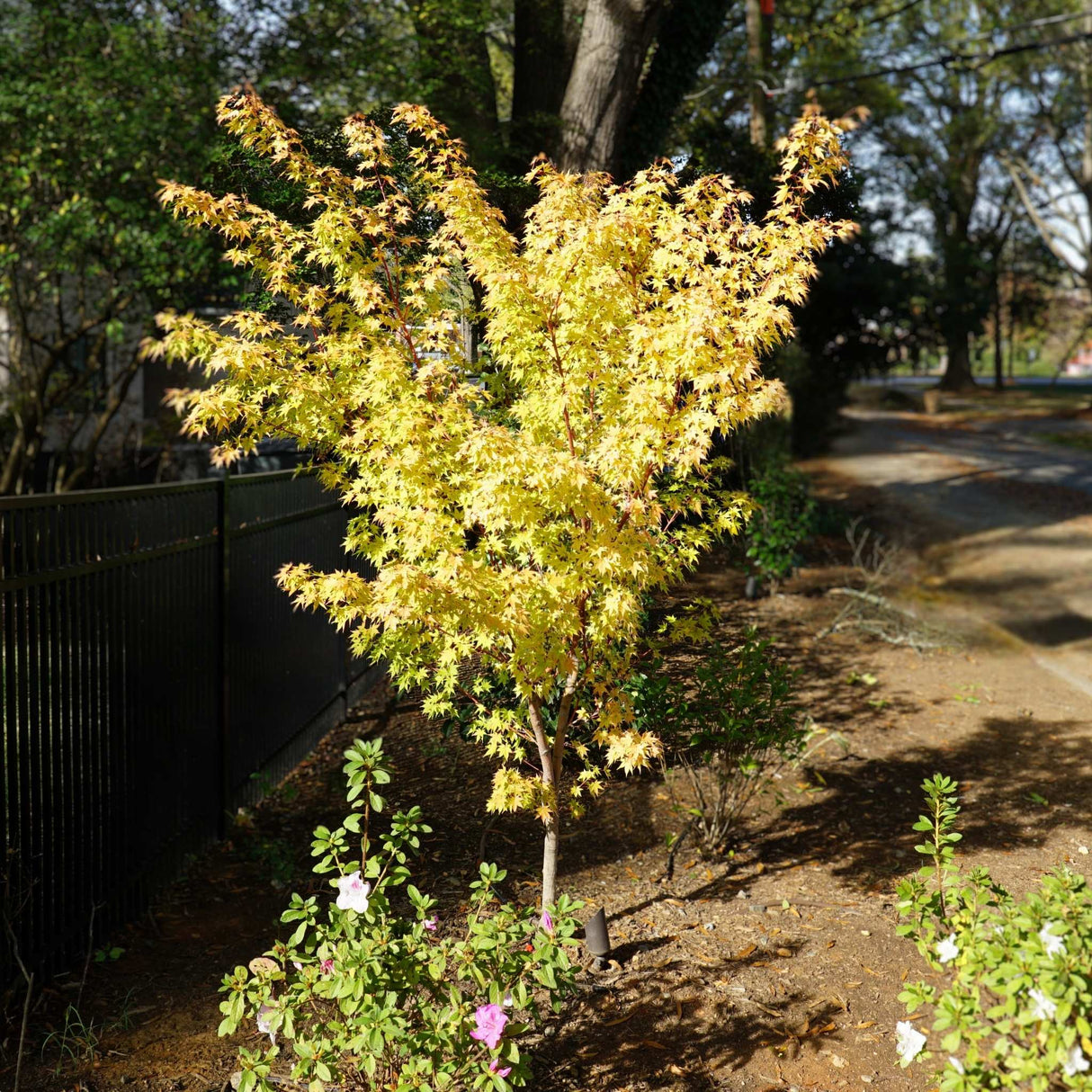 Young Coral Bark Japanesse Maple Tree in Mulch bed by fence for landscaping