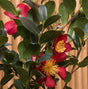 Yuletide Camellia blooms with bright red petals and vibrant yellow stamens contrasting with the deeper green foliage