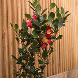 Yuletide Camellia shrub growing in a compact form along a wooden fence, and showing its winter blooms which have red petals and a visually striking yellow center.