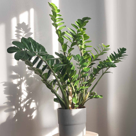 ZZ plant in a planter with light coming in casting shadows onto the wall behind.