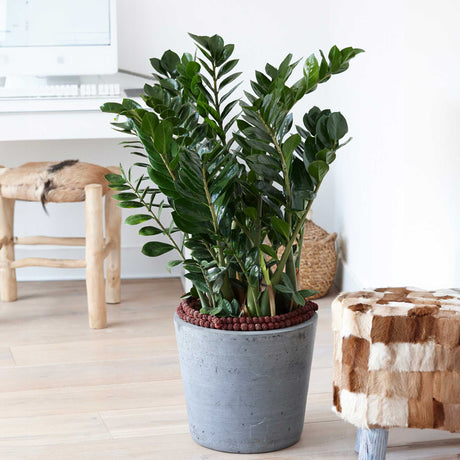 ZZ plant with lush green leaves in a concrete indoor planter on light wood floor.