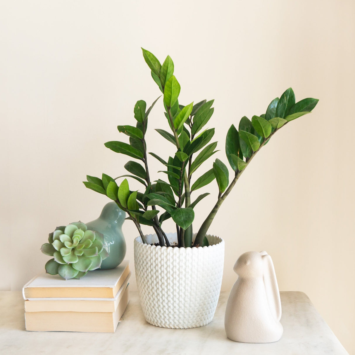 Simple home decor with a potted zz plant as the focal point, sitting on accent table with books and a small succulent giving additional vibrance.