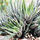 Close-up of a dense cluster of Zebra Succulent plants with pointed, green leaves covered in white horizontal stripes, growing in rocky soil.