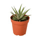 Zebra Succulent in a small nursery pot against a white background, showcasing its compact growth habit.