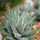 Zebra Succulent with spiky, striped leaves in a natural setting with a blurred background.