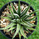Small Zebra Succulent in a black pot with pebbled soil, viewed from above, showing its radial leaf pattern.