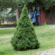 A Dwarf Alberta Spruce tree with a compact, pyramidal shape and dense, dark green needles, standing alone on a well-kept lawn. The tree’s fine-textured foliage and symmetrical form make it an attractive focal point in the landscape, with a backdrop of trees, fencing, and a brick structure adding depth to the scene.