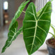 Alocasia Micholitziana 'Frydek'