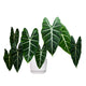 Alocasia Micholitziana 'Frydek'