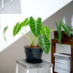 Alocasia Micholitziana 'Frydek'