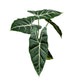 Alocasia Micholitziana 'Frydek'