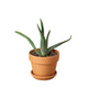 aloe vera plant in terra cotta pot on white background