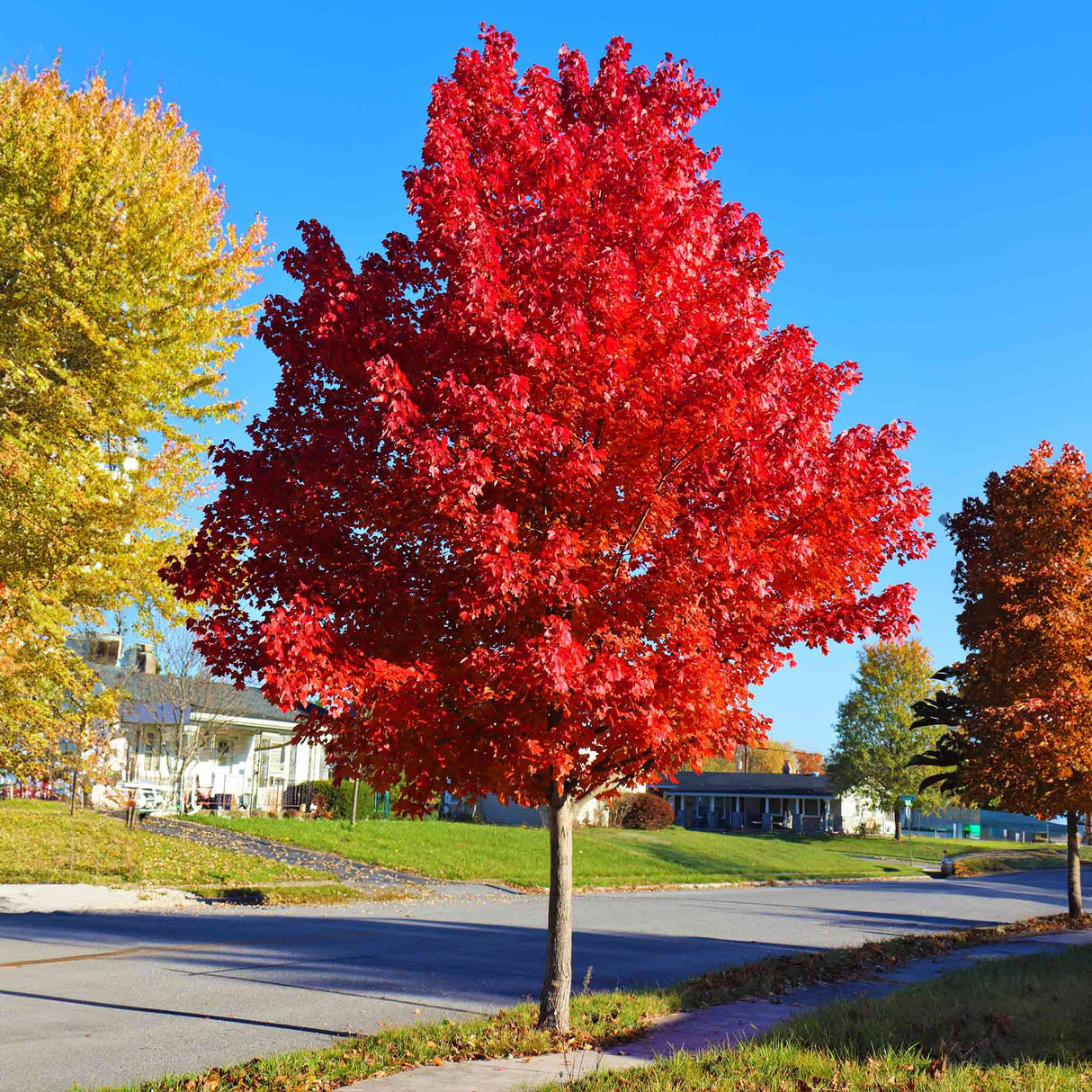 Vibrant red colors of the autumn blaze red maple tree next to a sidewalk 