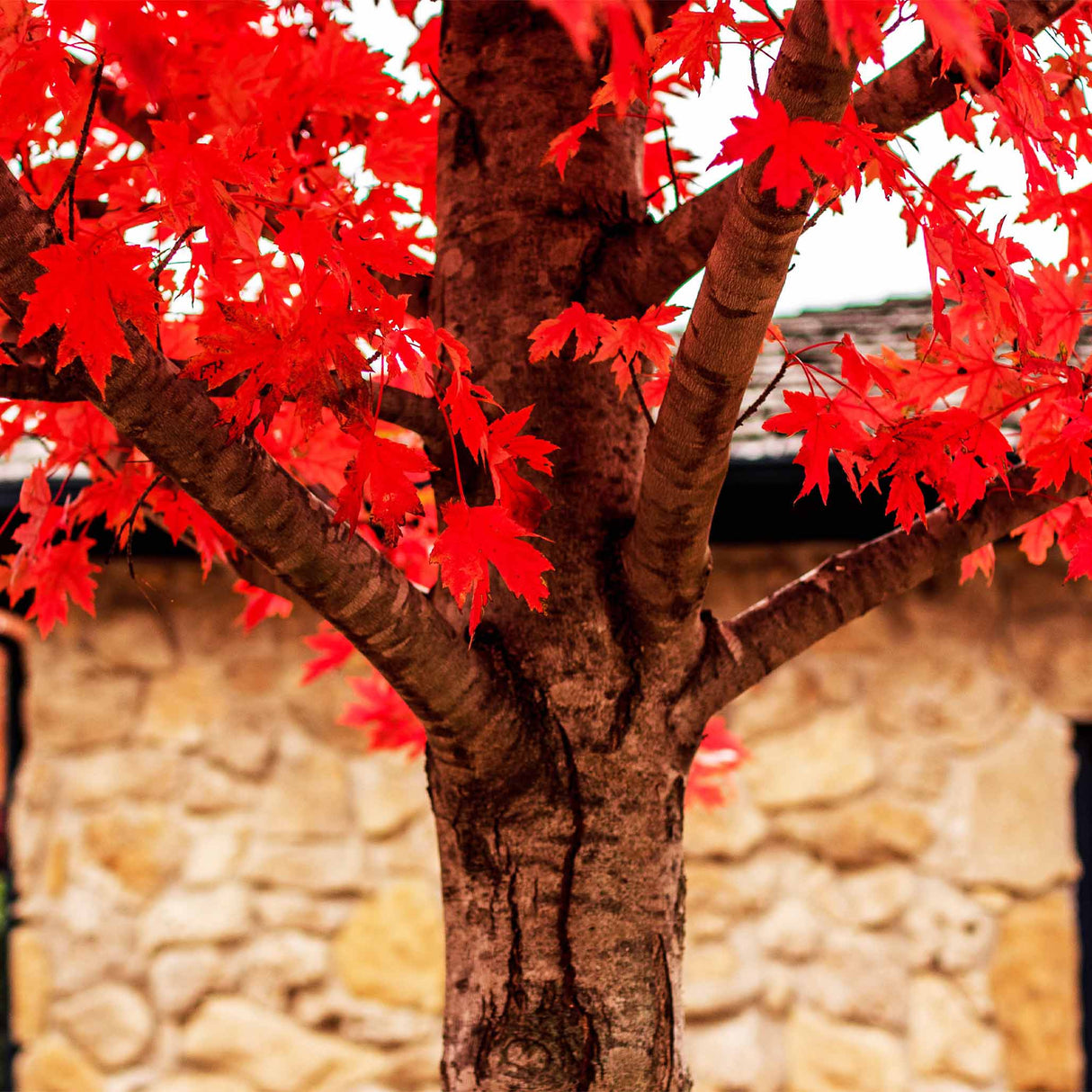 Bark and bright red foliage of the autumn blaze maple tree