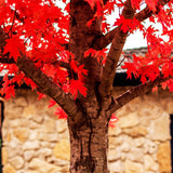 Bark and bright red foliage of the autumn blaze maple tree