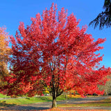 Bright red autumn blaze red maple tree with its fiery red leaves on display in a median of a parking lot