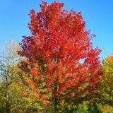 single autumn blaze maple tree with bright red leaves and other green trees behind it providing contrast