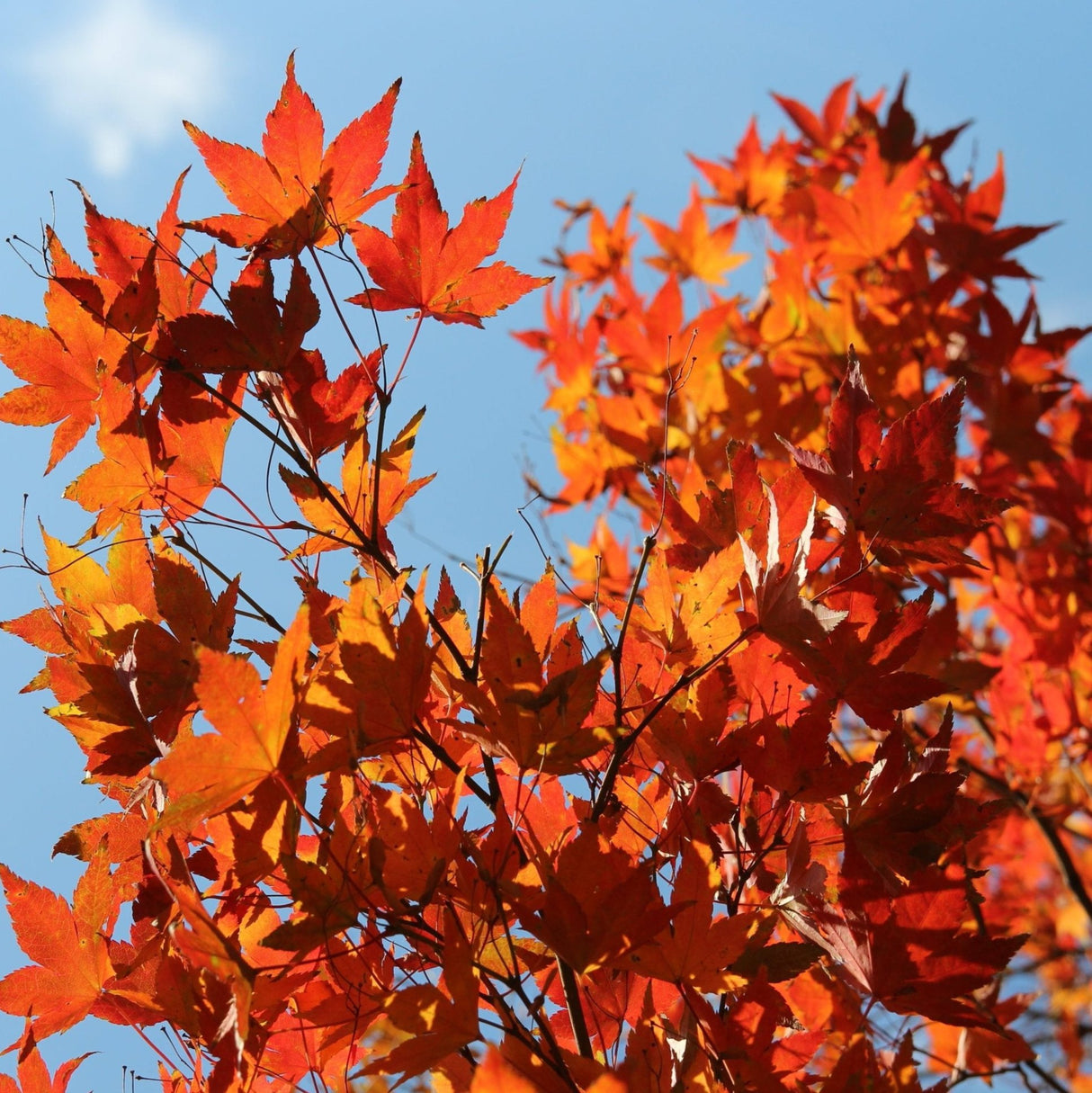 foliage of the autumn blaze maple tree