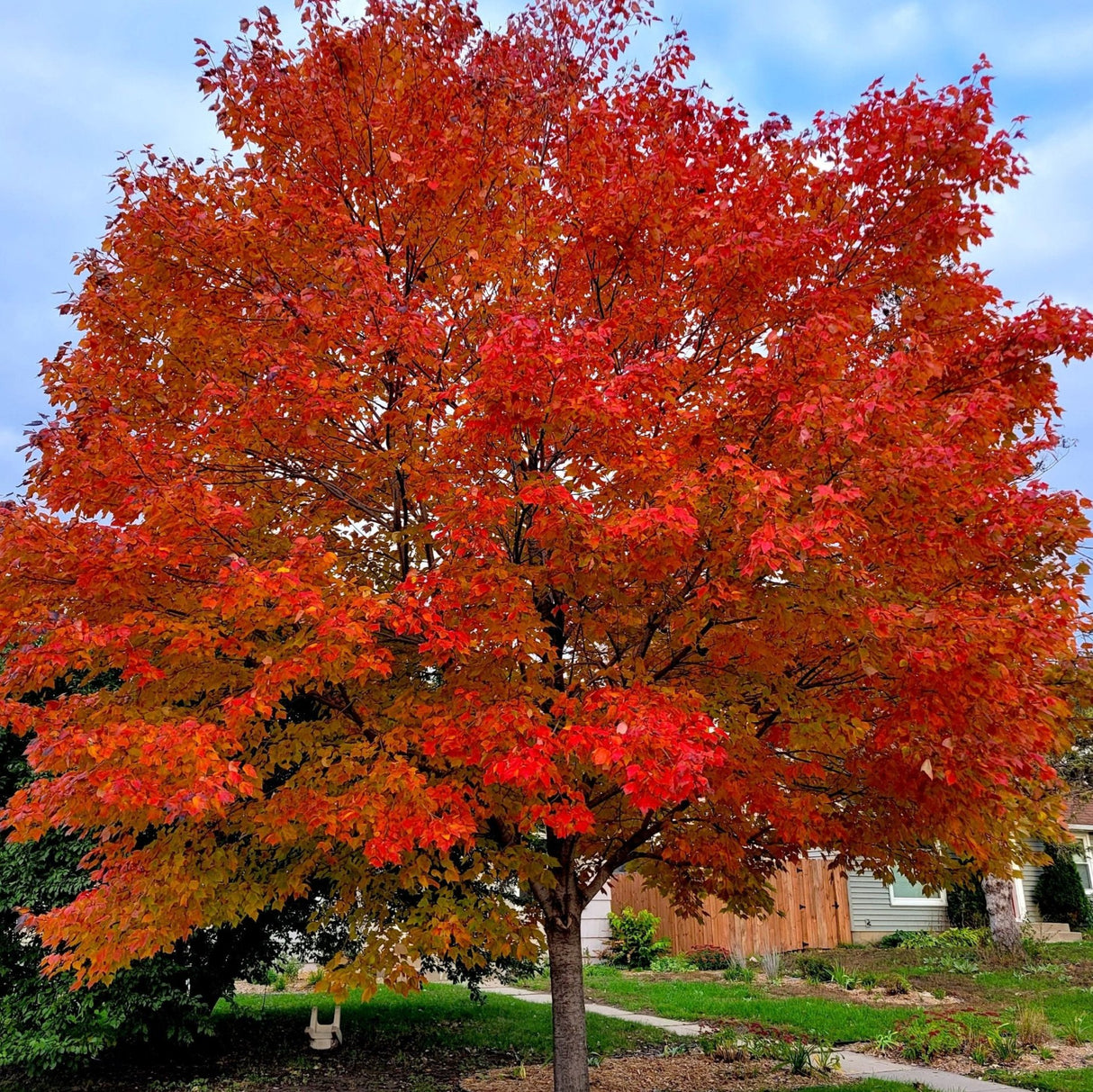 Large mature autumn blaze maple tree with bright red leaves and subtle yellow tones underneath as the tree is rapidly changing colors