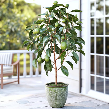 Cold hardy avocado tree, potted and sitting on a deck 