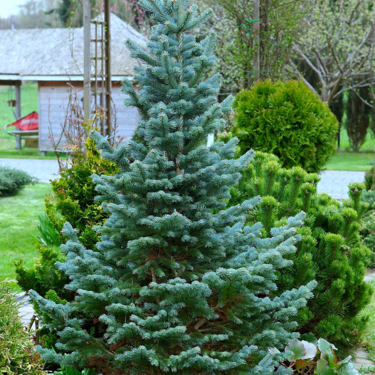 Baby blue spruce tree giving color contrast against the evergreens behind it and providing texture to a residential landscape