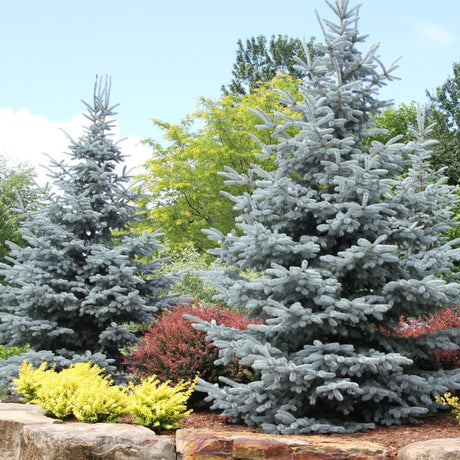 Baby blue spruce trees providing color and texture above a retaining wall in a landscape