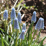 Cluster of pale blue Baby's Breath Muscari flowers with slender green leaves in a garden setting.