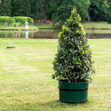 Beautifully shaped into a cone, a bay laurel plant is giving an interesting landscape focal point as it grows in a green wooden barrel planter