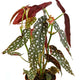 close up view of the leaves of a begonia maculata houseplant that have beautiful green leaves with white polka dots and are a deep burgundy color underneath