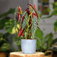 potted begonia maculata houseplant featuring unique green leaves with white spots that are red underneath. 