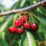 Cluster of ripe Bing cherries hanging from a branch, showcasing their characteristic heart shape. The cherries are a rich, glossy red and appear plump and firm. They are attached to thin stems and surrounded by large, shiny green leaves, adding a vibrant contrast to the deep red fruit.