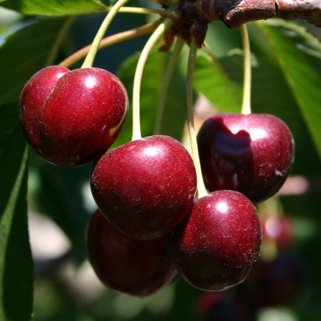 Close-up of ripe Bing cherries hanging on a branch. The cherries are deep red, almost maroon, with a glossy, smooth surface. They’re clustered together on thin stems, surrounded by vibrant green leaves, and appear plump and juicy, capturing the classic look of fresh summer cherries.