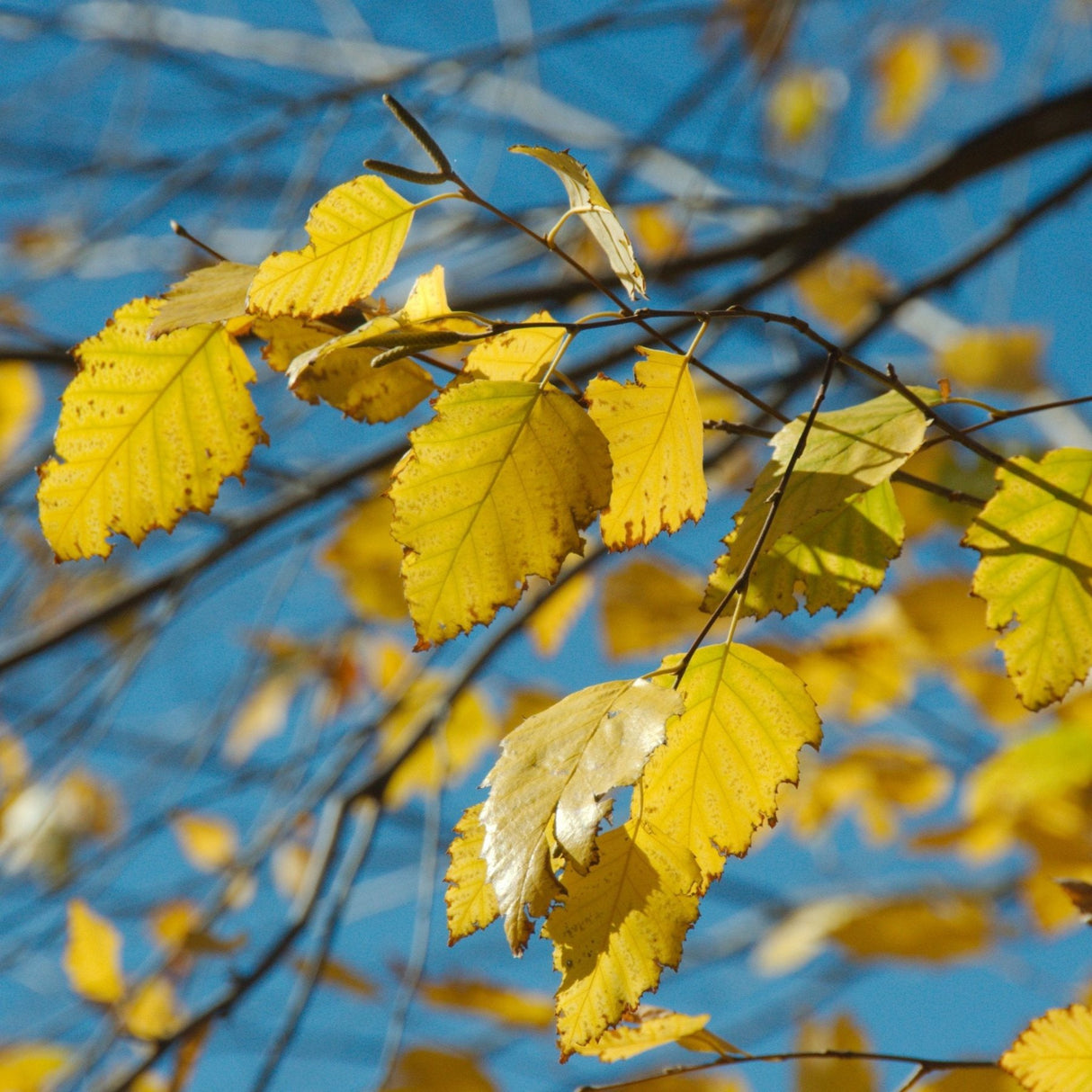 Close-up of golden yellow Dura Heat Birch leaves in autumn, set against a bright blue sky. The leaves display serrated edges and prominent veins, catching the sunlight and creating a vivid contrast with the sky. Some leaves show subtle hints of wear, highlighting the seasonal transition and adding texture to the scene. The bare branches in the background emphasize the tree’s autumnal shedding.