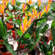 Group of potted Bird of Paradise plants displaying vibrant orange and purple blooms that resemble exotic birds in flight. The striking flowers rise above broad green leaves, creating a bold and tropical appearance. Each plant is housed in a simple orange pot, arranged in rows, adding a touch of lush greenery and color to the setting.
