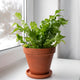 birds nest fern with its almost curly looking green foliage in a basic planter on a window sill.
