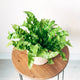 overhead view of a birds nest fern with its almost curly looking green foliage in a basic planter on a wooden stool.
