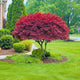 Bloodgood Japanese Maple