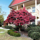 Bloodgood Japanese Maple
