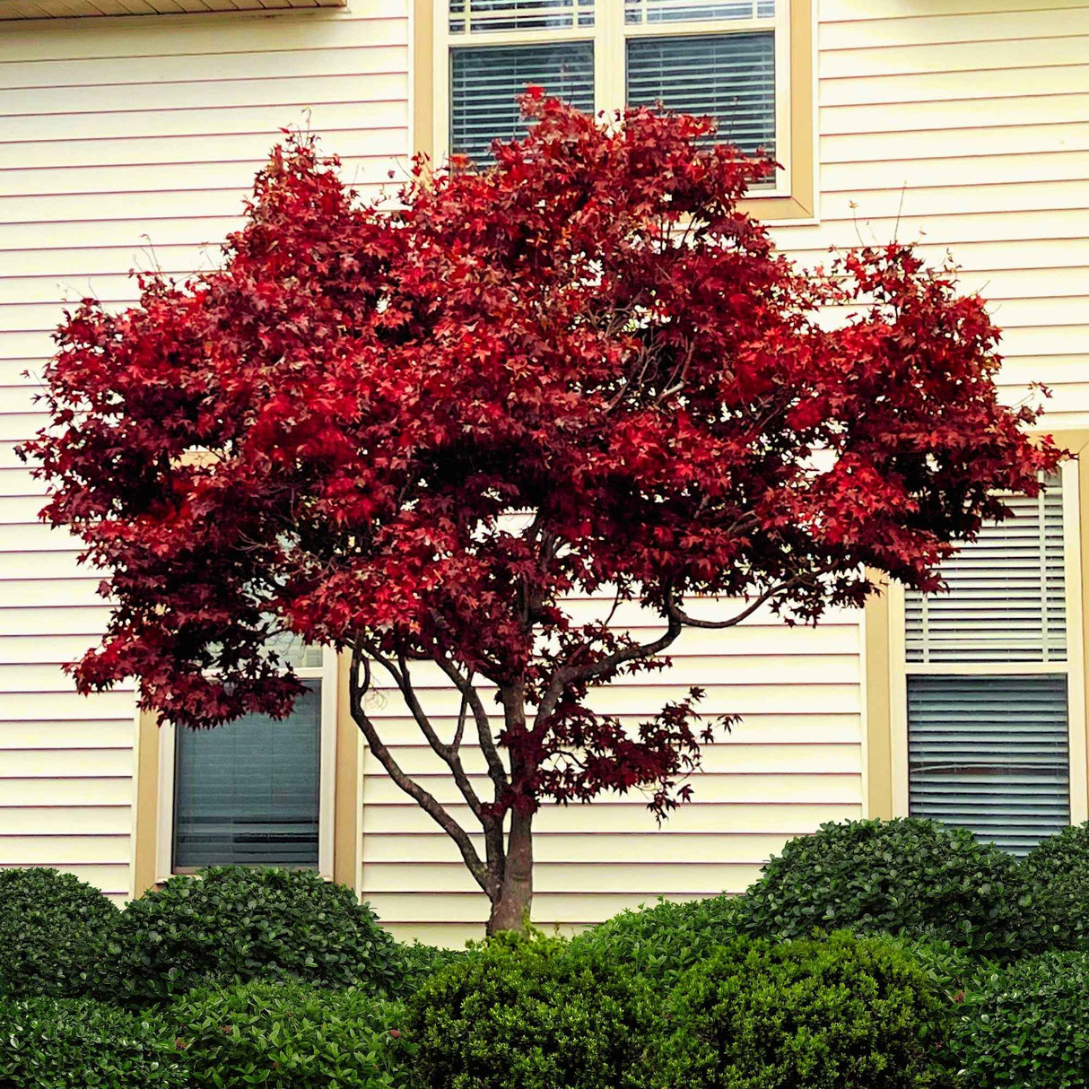 Bloodgood Japanese Maple