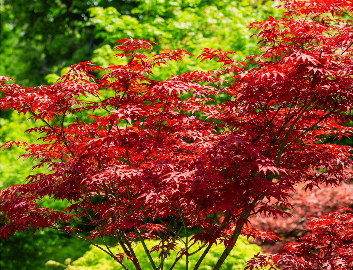 Bloodgood Japanese Maple