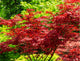 Bloodgood Japanese Maple