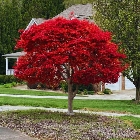 Red tree in a front yard with a house in the background