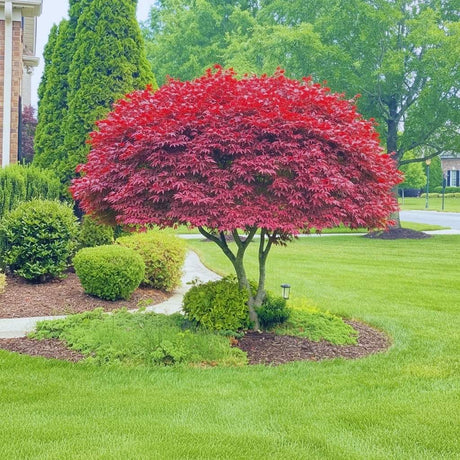 Red-leaved tree in a well-maintained garden with green grass and shrubs.