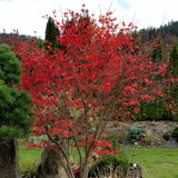 Bloodgood Japanese Maple tree with delicate, red foliage, adding a pop of color to a landscaped garden. The tree’s slender branches and finely lobed leaves create a soft, airy canopy. Surrounded by a mix of evergreens, rocks, and garden plants, the vibrant red leaves stand out against the lush green background, enhancing the garden’s natural beauty and seasonal appeal.